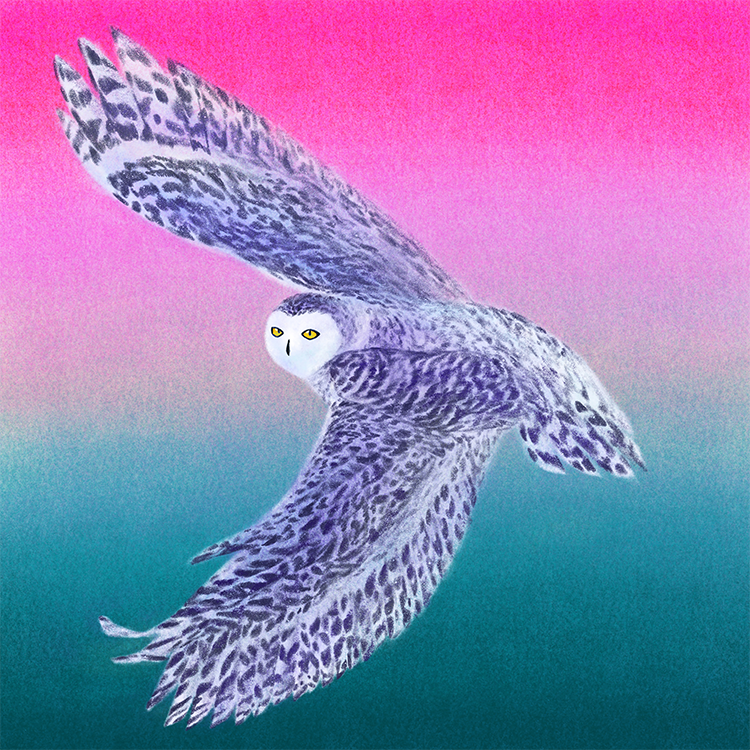 ip image