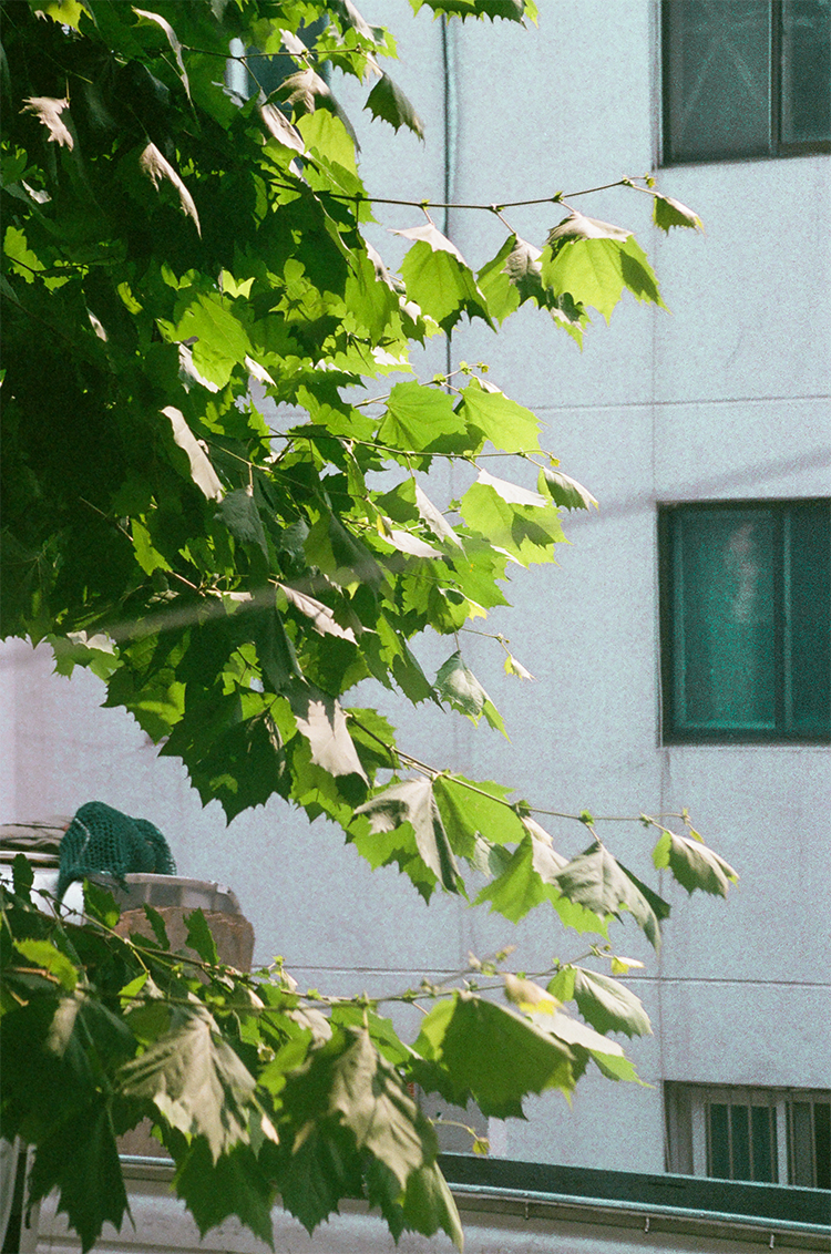 ip image