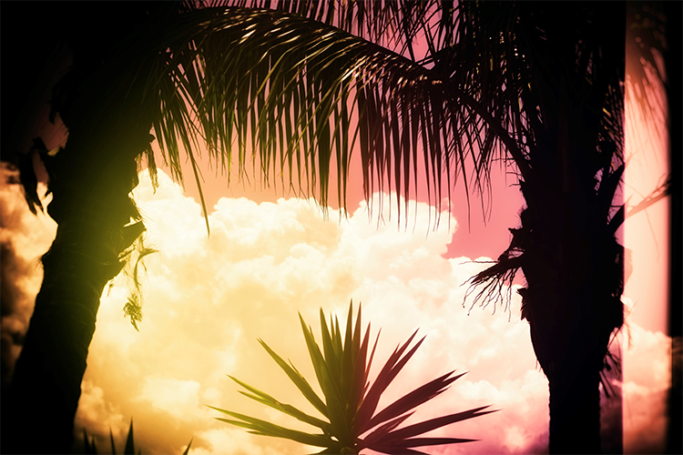 ip image
